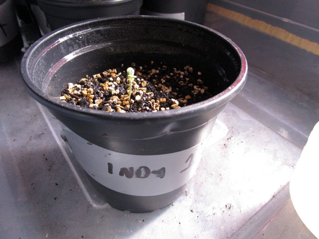 Healthy sprouts 013