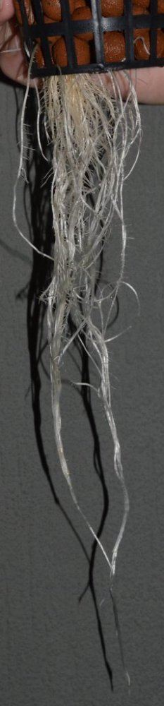 Healthyroots