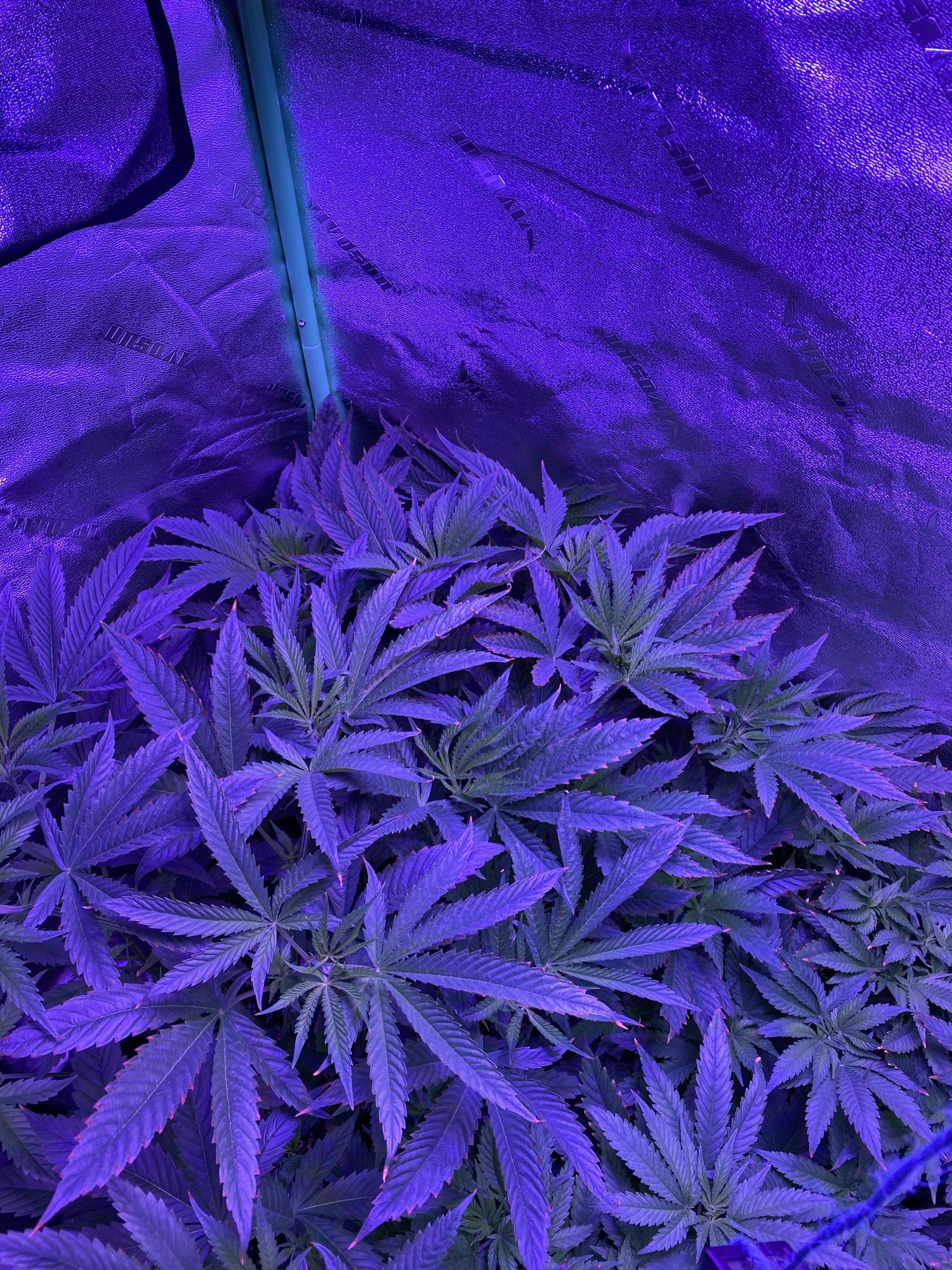 Heat stress and nute burn advice please 2