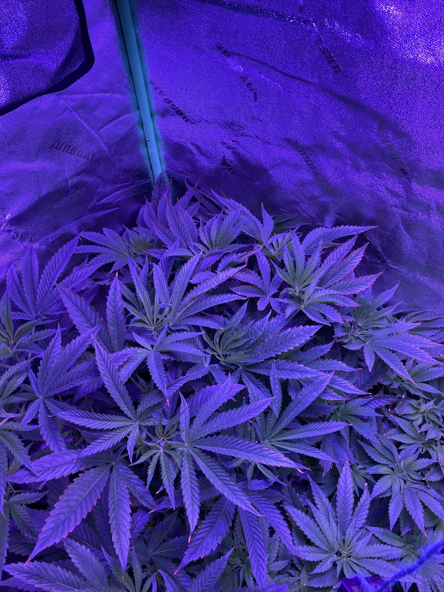 Heat stress and nute burn advice please