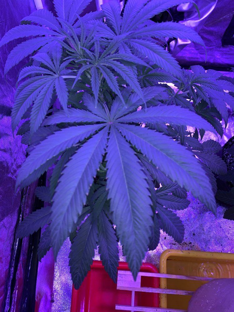 Heat stress or broad mites 11