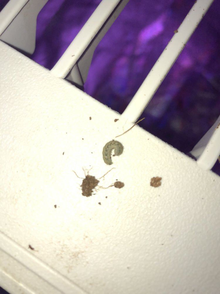 Heat stress or broad mites 12