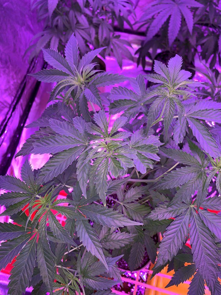 Heat stress or broad mites 2