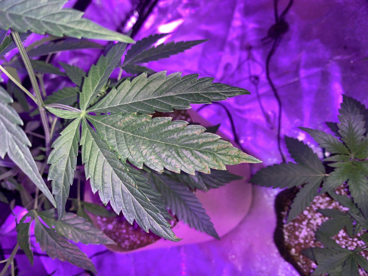Heat stress or broad mites 3