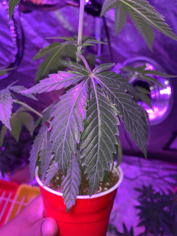 Heat stress or broad mites 4