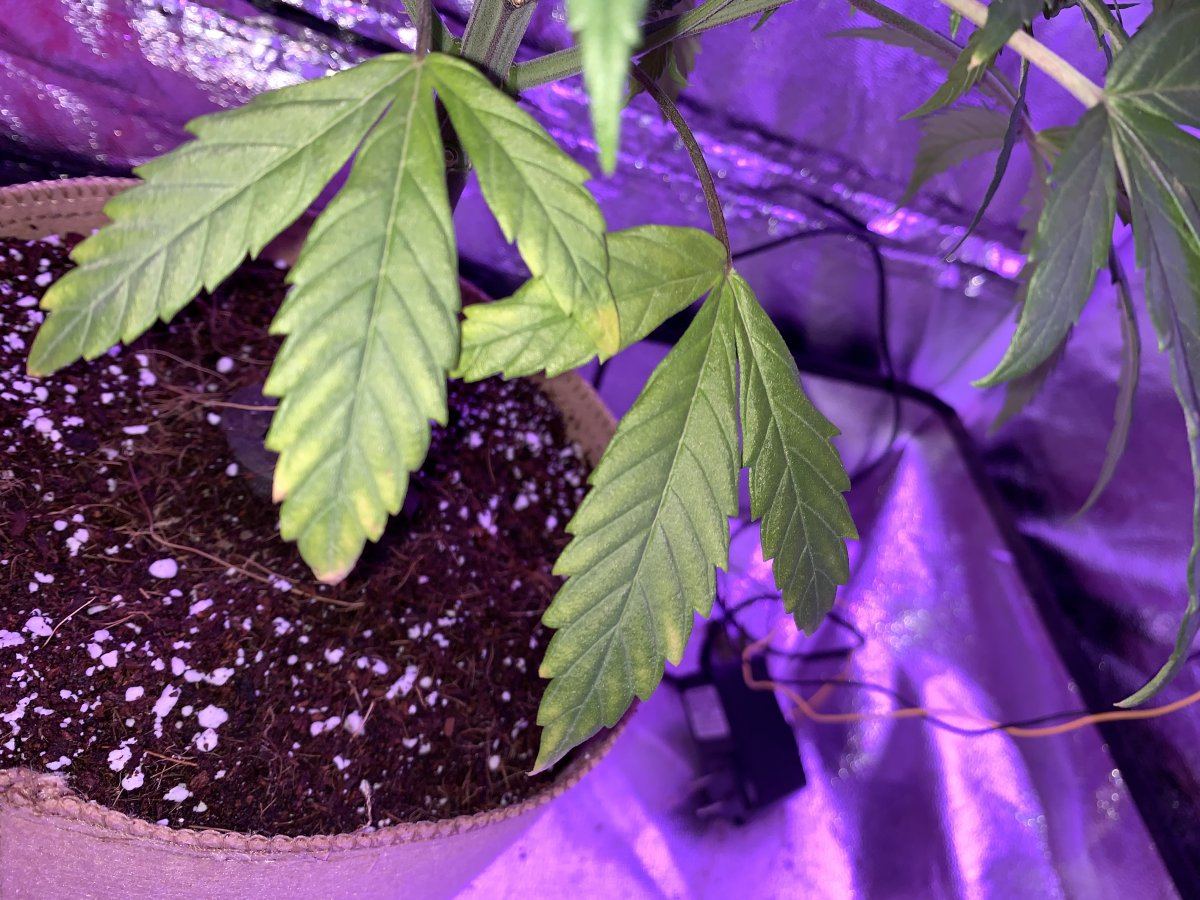 Heat stress or broad mites 5