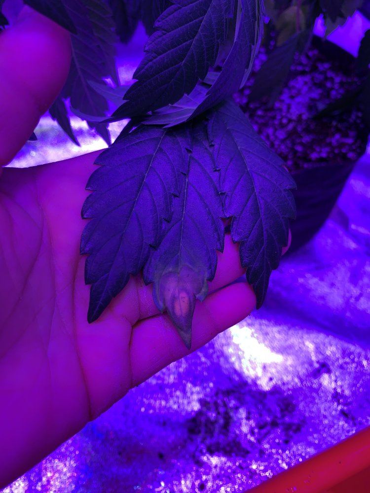 Heat stress or broad mites 7