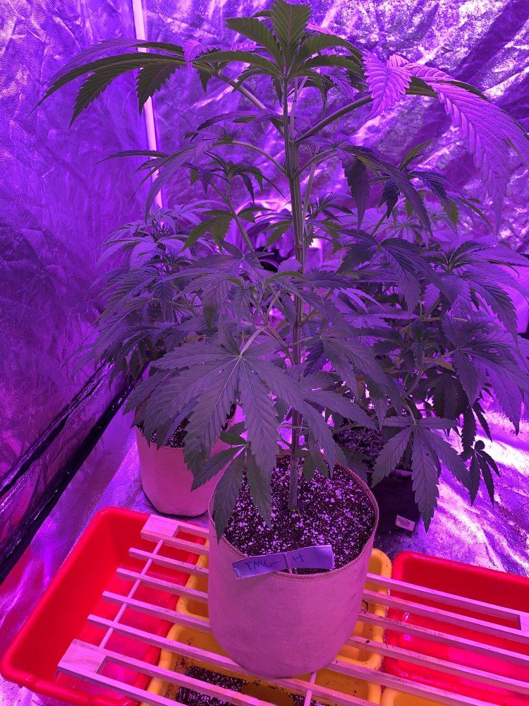Heat stress or broad mites 8