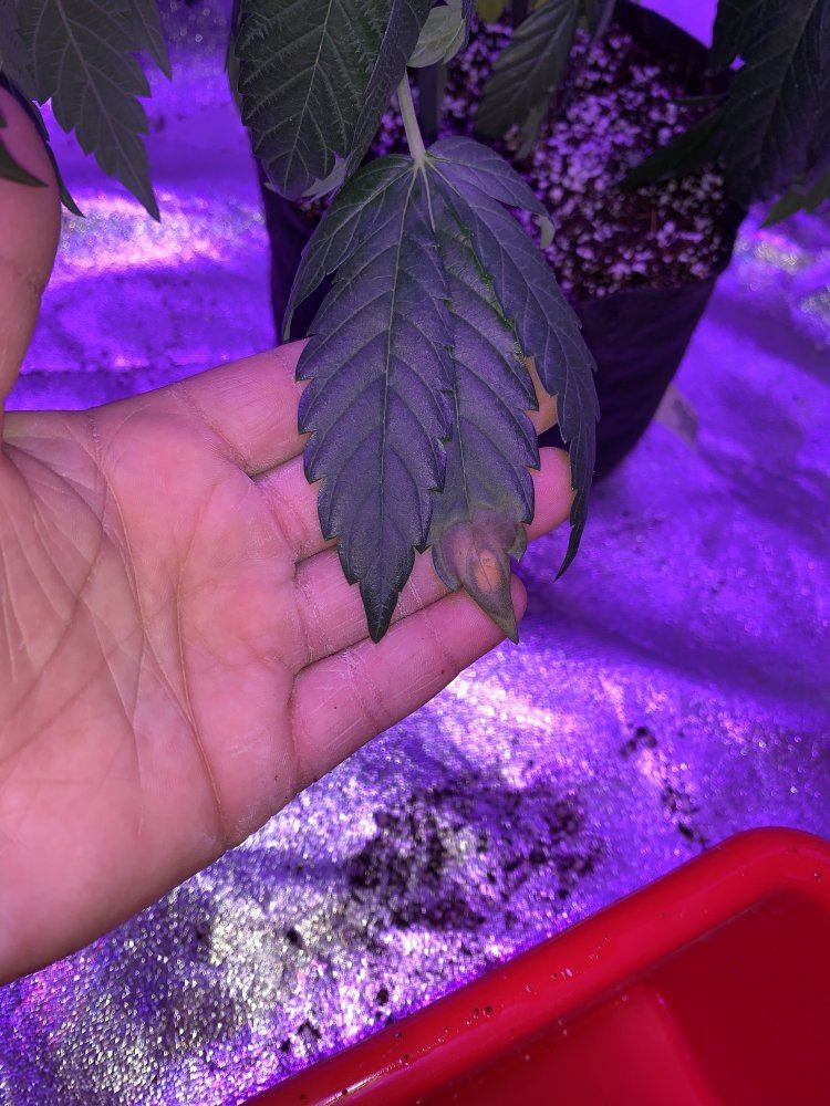 Heat stress or broad mites 9