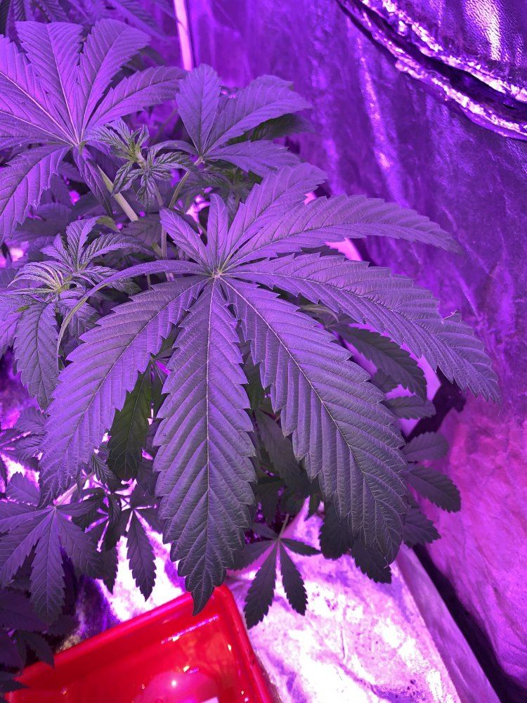 Heat stress or broad mites