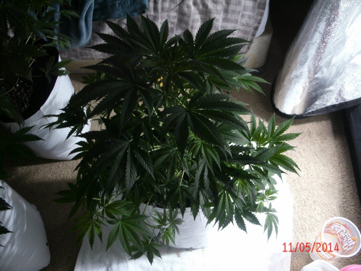 Heavy duty fruity california hash plant bubba kush grow 5