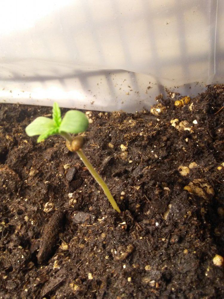 Heavy sativa diary 2