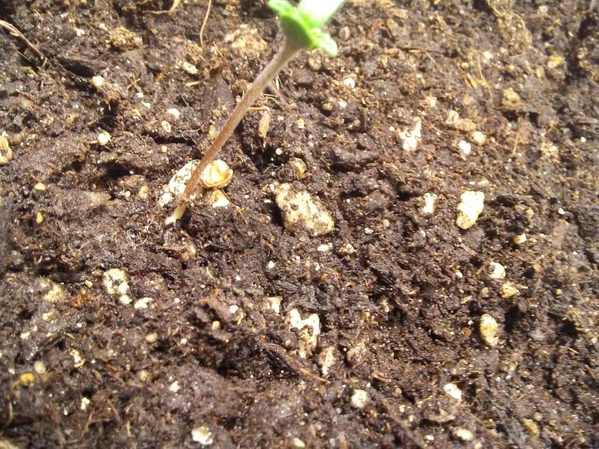Heavy sativa diary 3