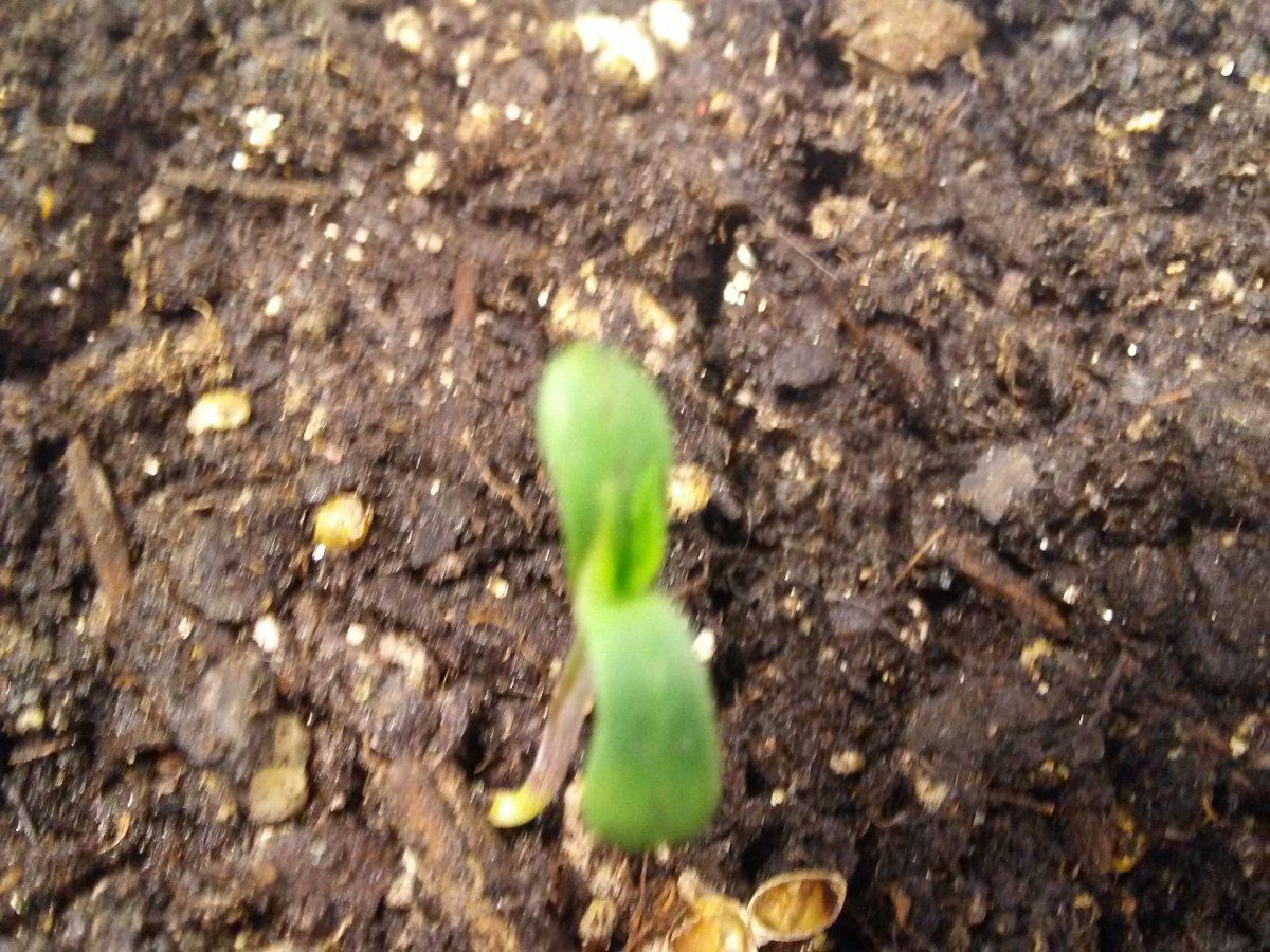 Heavy sativa diary 4