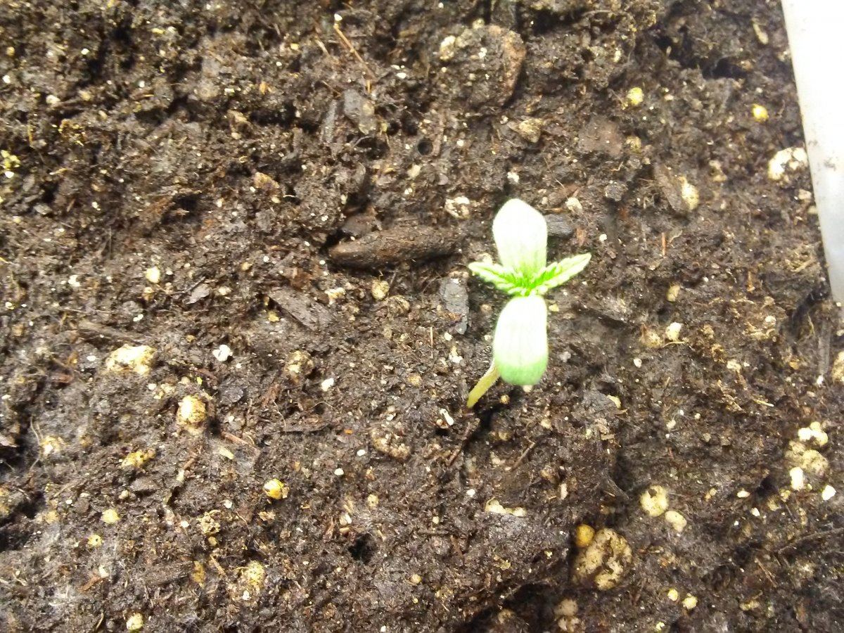 Heavy sativa diary