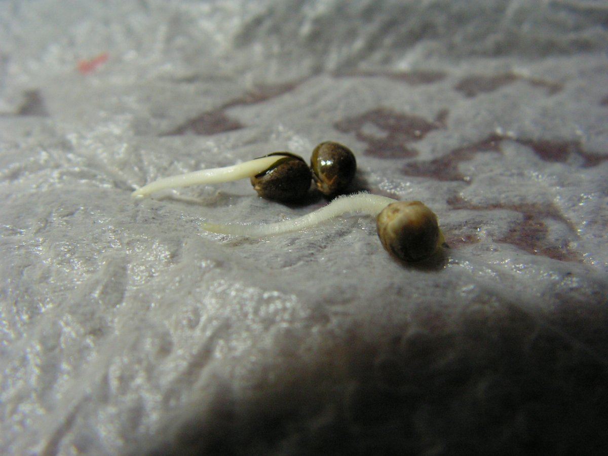 Heitloom skunk 2