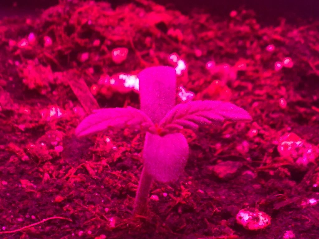 Helios pro 300w purple cheese automatic led grow 4