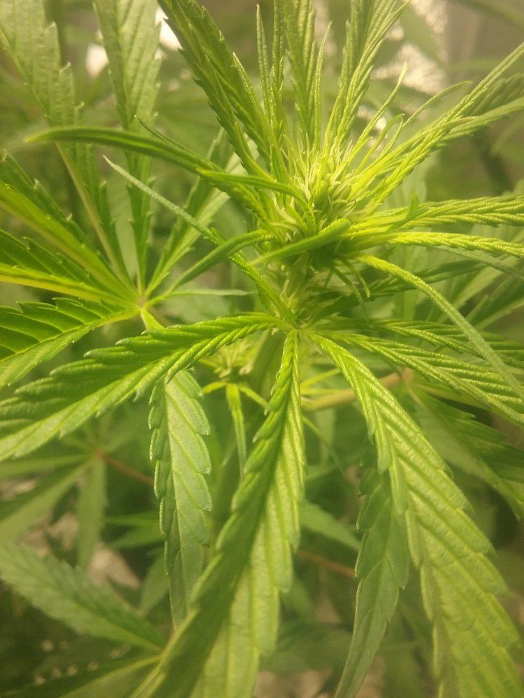 Hell is looking green 3