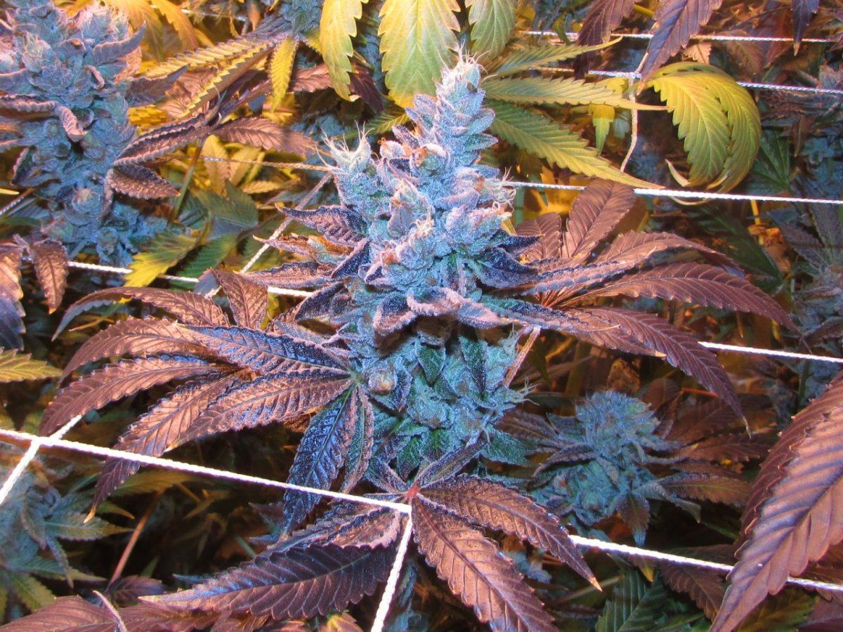 Hella angel 050
