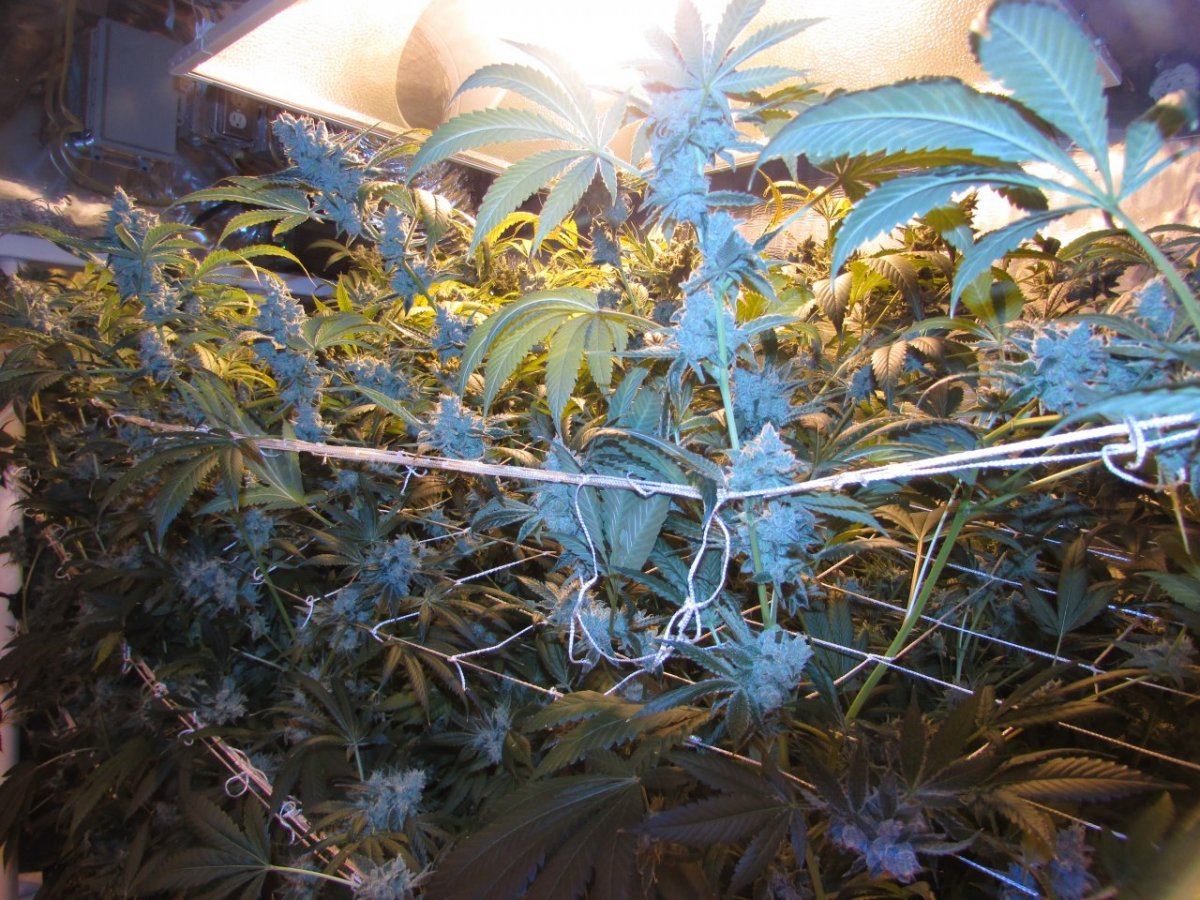 Hella angel 060