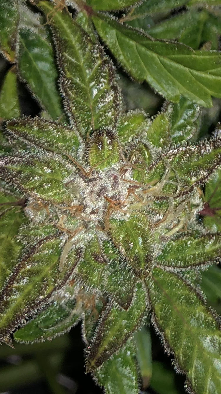 Hella frosty blueberry auto with 3 weeks to go 5