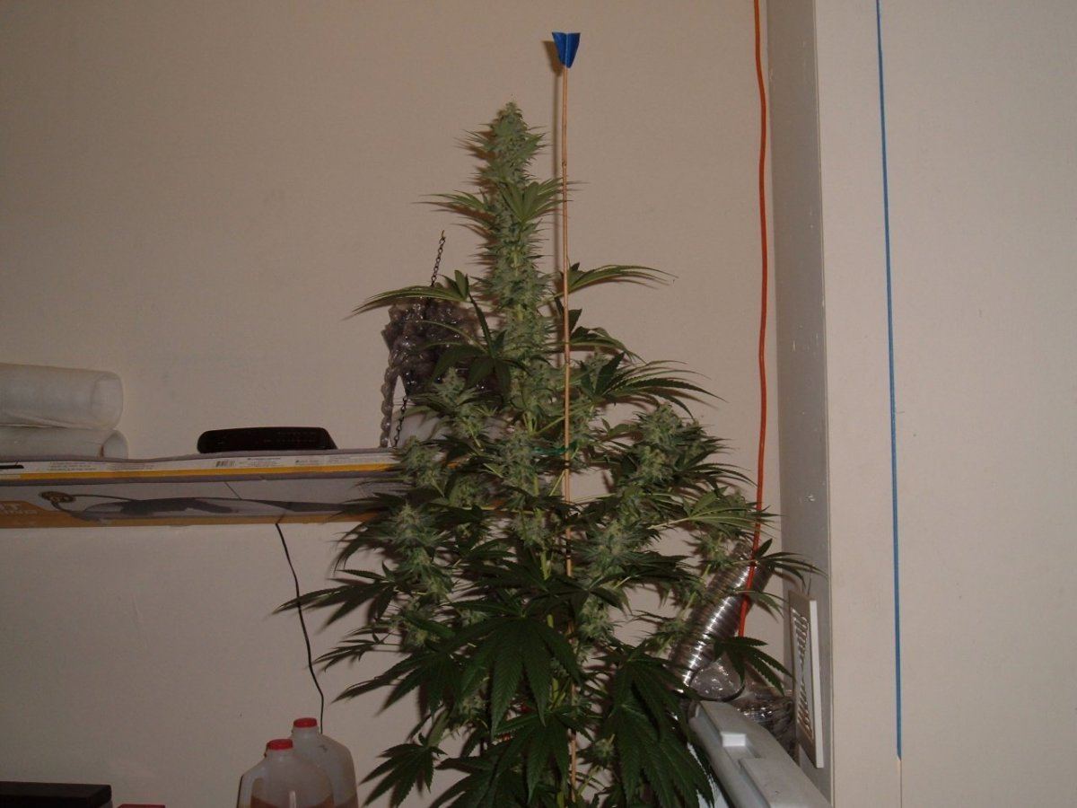 Hellfire og day 42