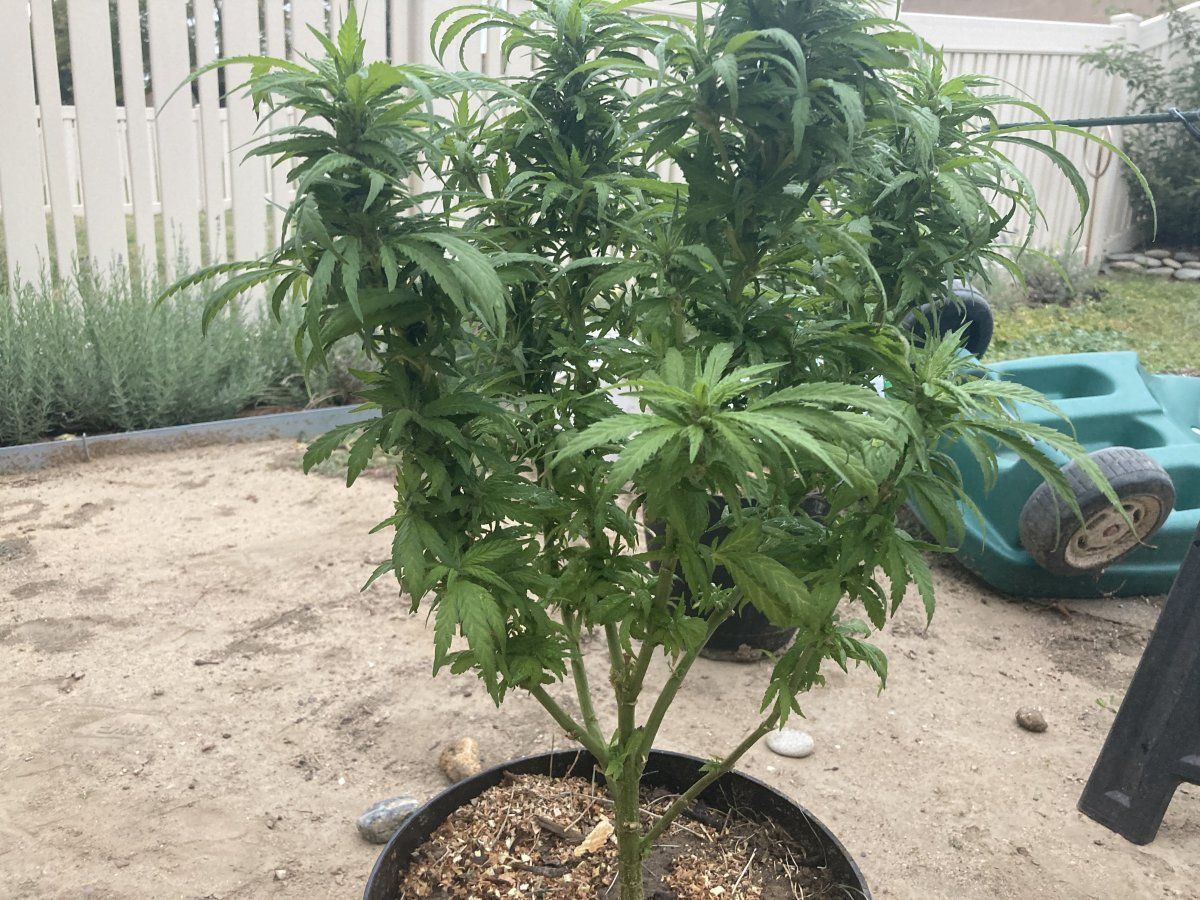 Hello everybody first timer here losing my crop 2