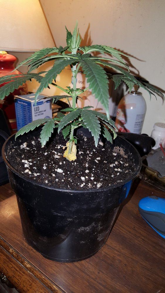 Hello everyone  first time grower here 2