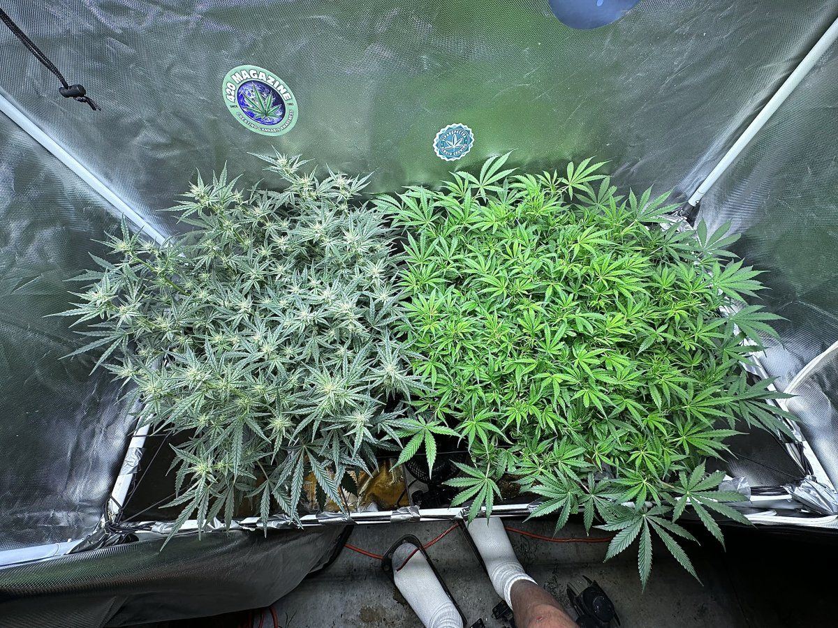 Hello fellow growers 6