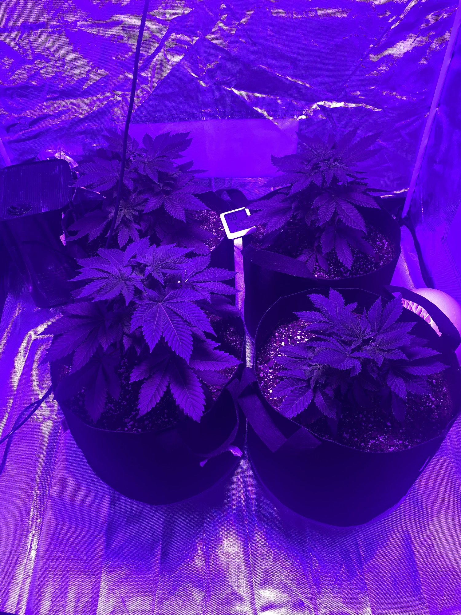 Hello first time grower and having some serious problems 2