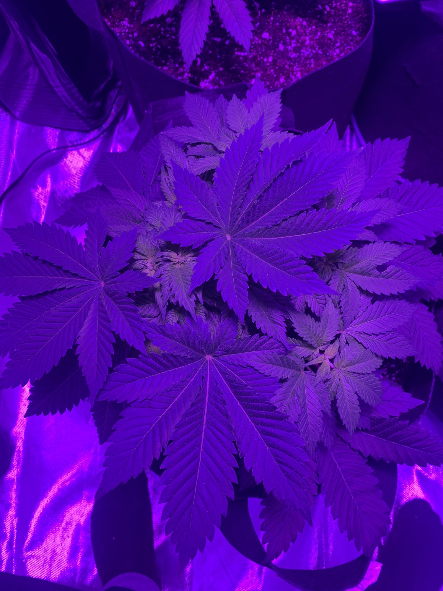 Hello first time grower and having some serious problems