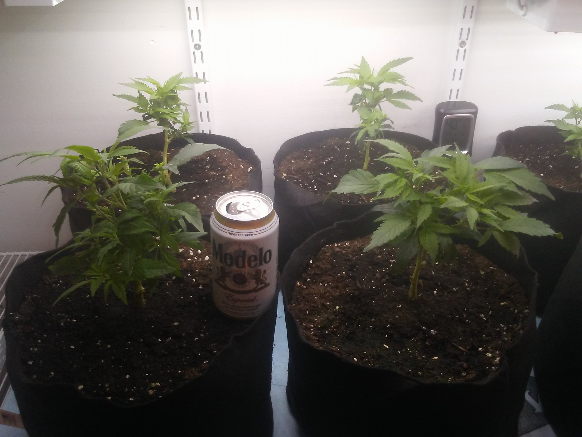 Hello friends  a small intro  my current grow specs 2