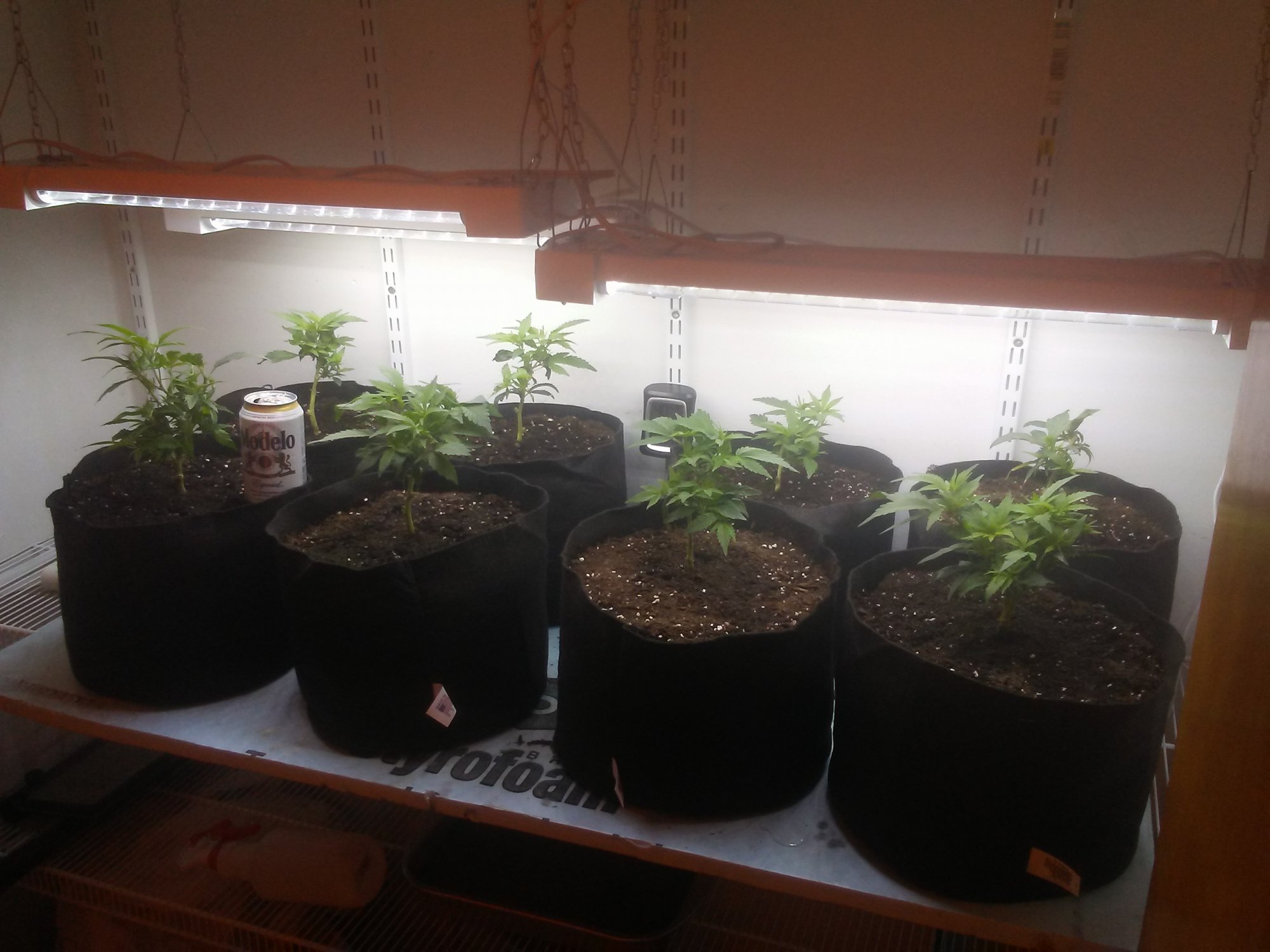 Hello friends  a small intro  my current grow specs 3