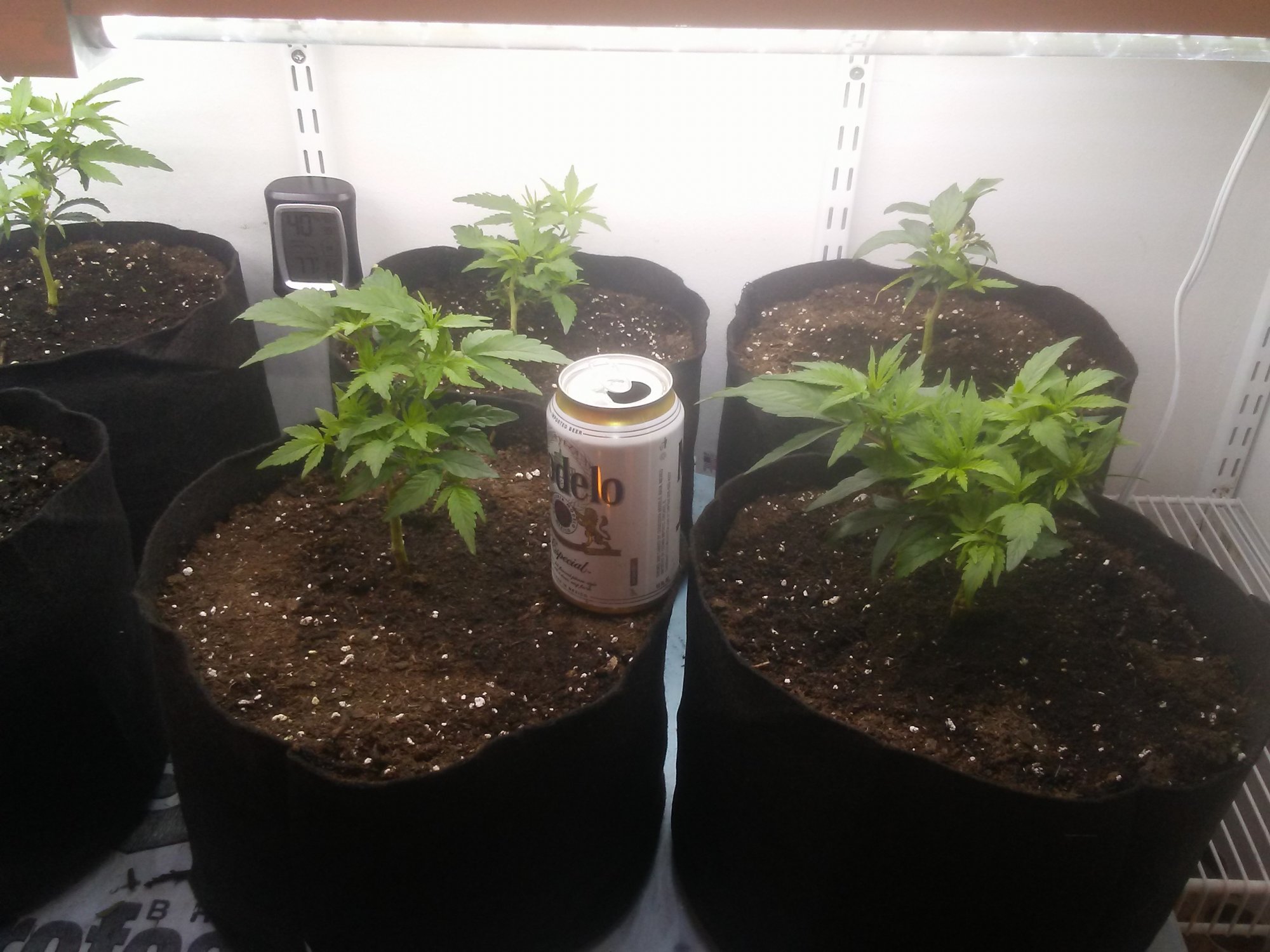Hello friends  a small intro  my current grow specs
