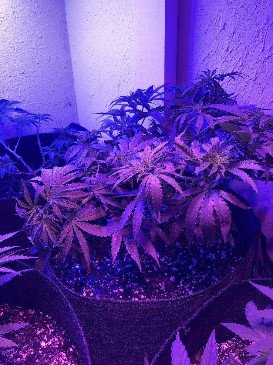 Hello  general plant discussion overwatering and ph