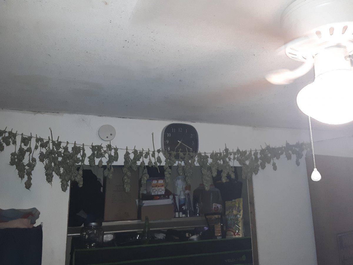 Hello im a long time photoperiod and autoflower grower with 22 years of growing experience 2