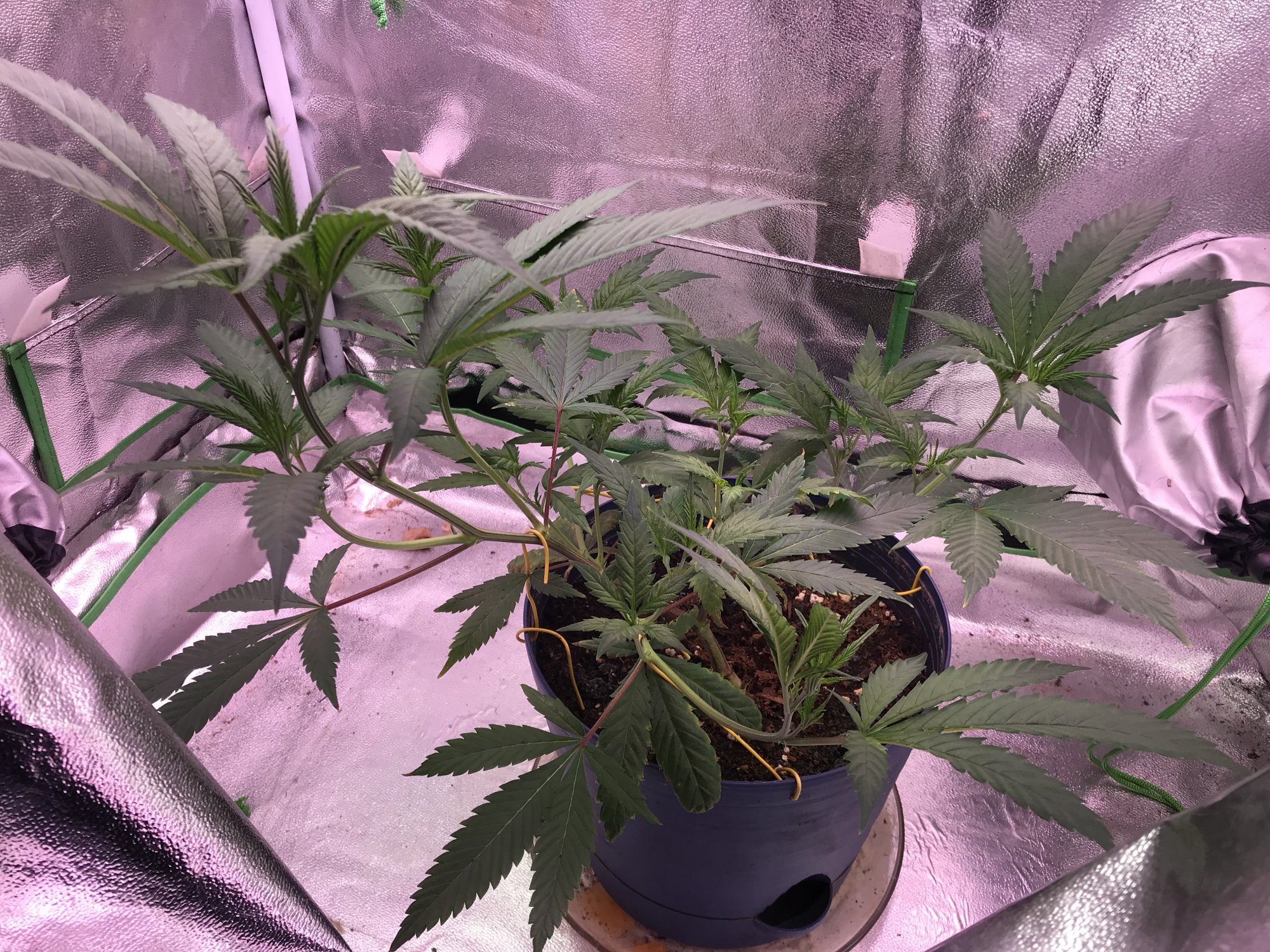 Hello new to the thread also new to lst and need advice