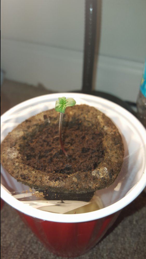 Hellocheck out my first grow 10