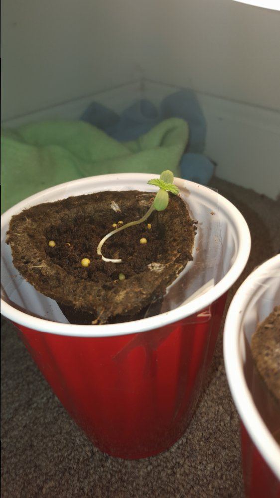 Hellocheck out my first grow 11