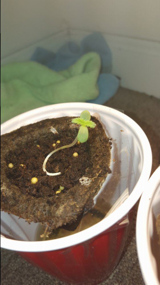 Hellocheck out my first grow 12
