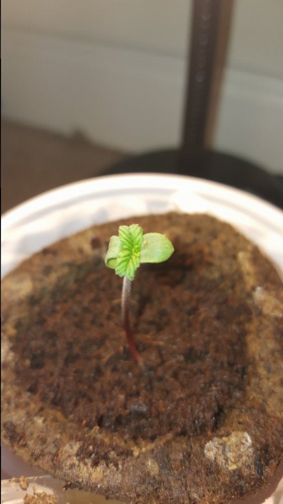 Hellocheck out my first grow 13