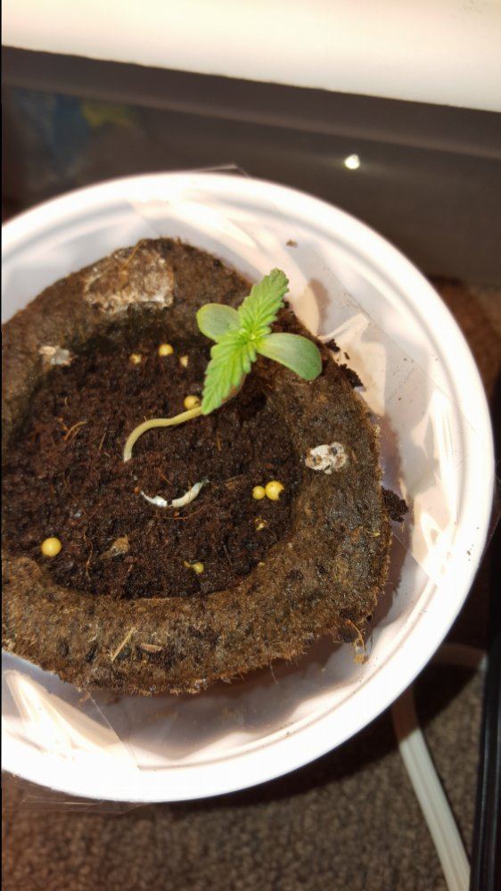 Hellocheck out my first grow 14
