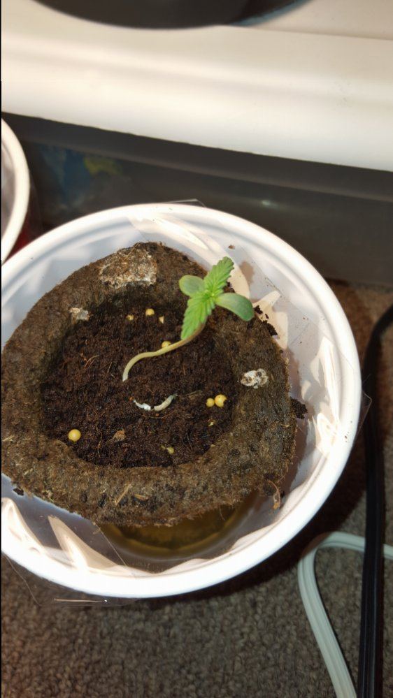 Hellocheck out my first grow 15