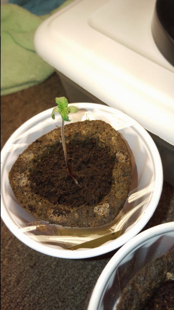 Hellocheck out my first grow 16