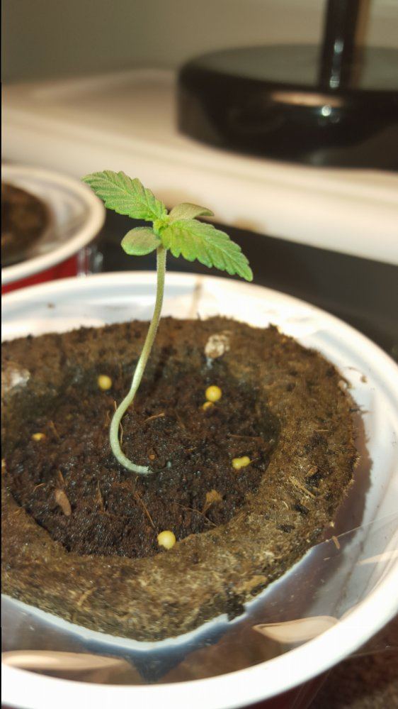 Hellocheck out my first grow 17
