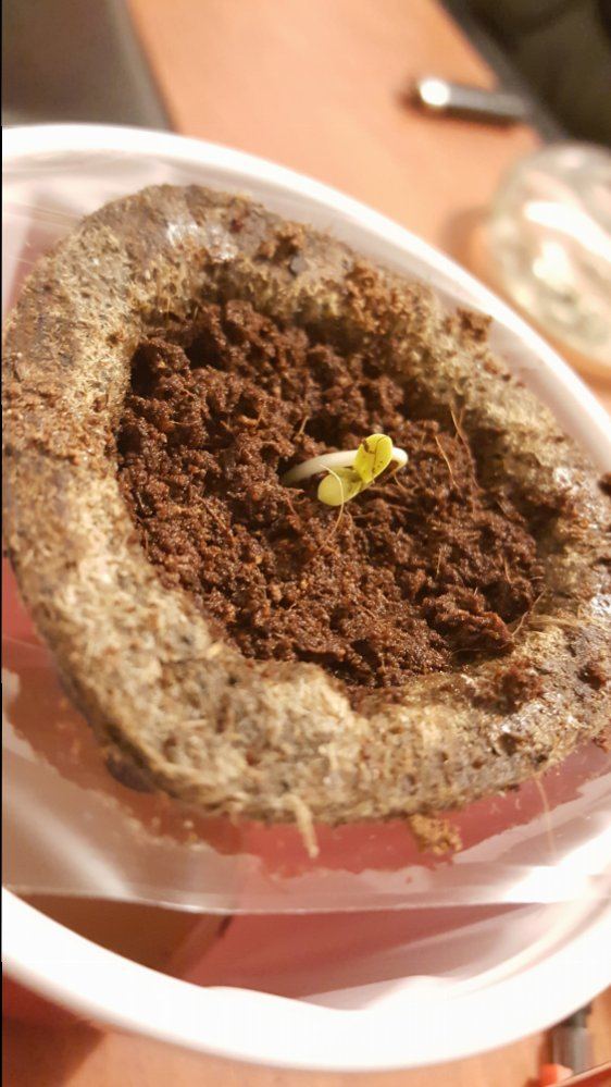 Hellocheck out my first grow 4