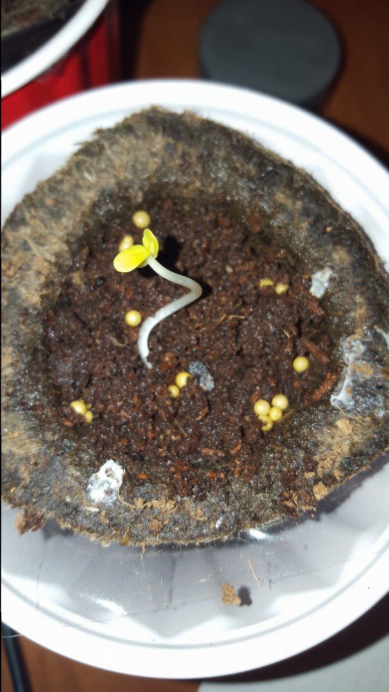 Hellocheck out my first grow 9