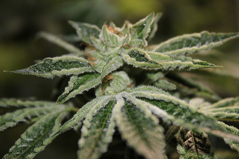 Hells angels og kush 2