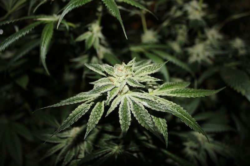 Hells angels og kush