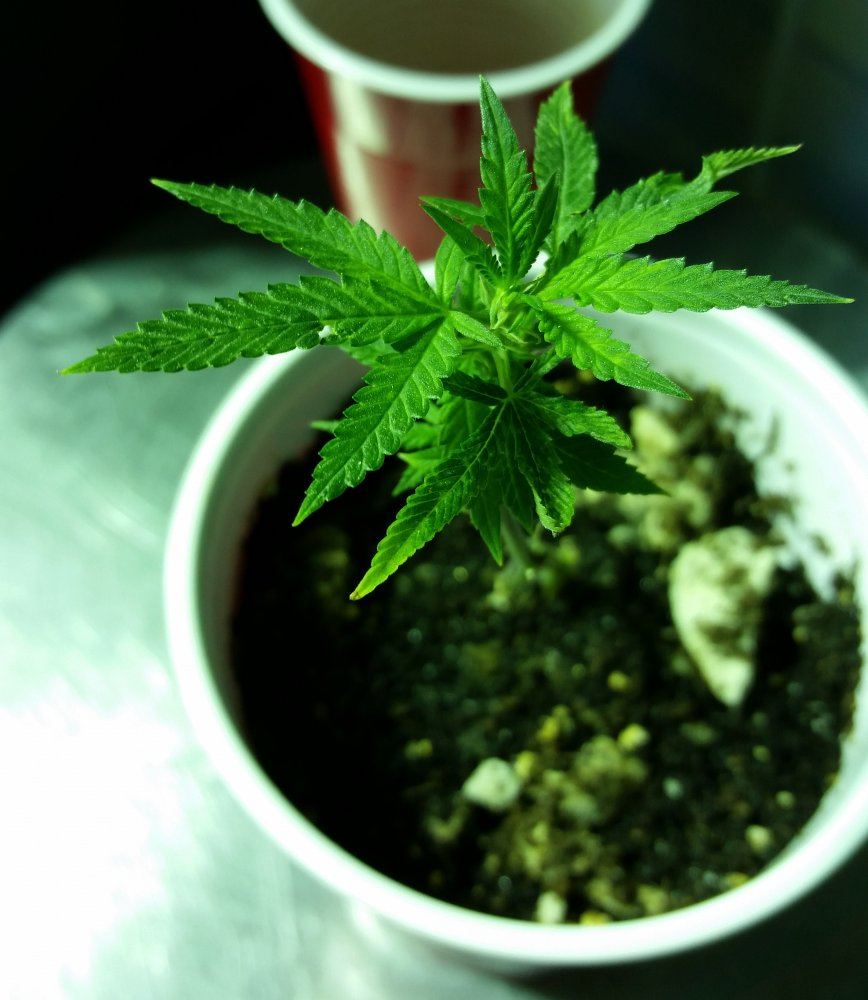 Hells Angels OG